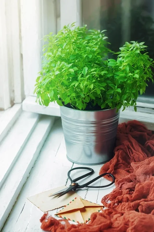 Garnek z bazylią, nożyczki ogrodowe i zwojem liny na parapecie