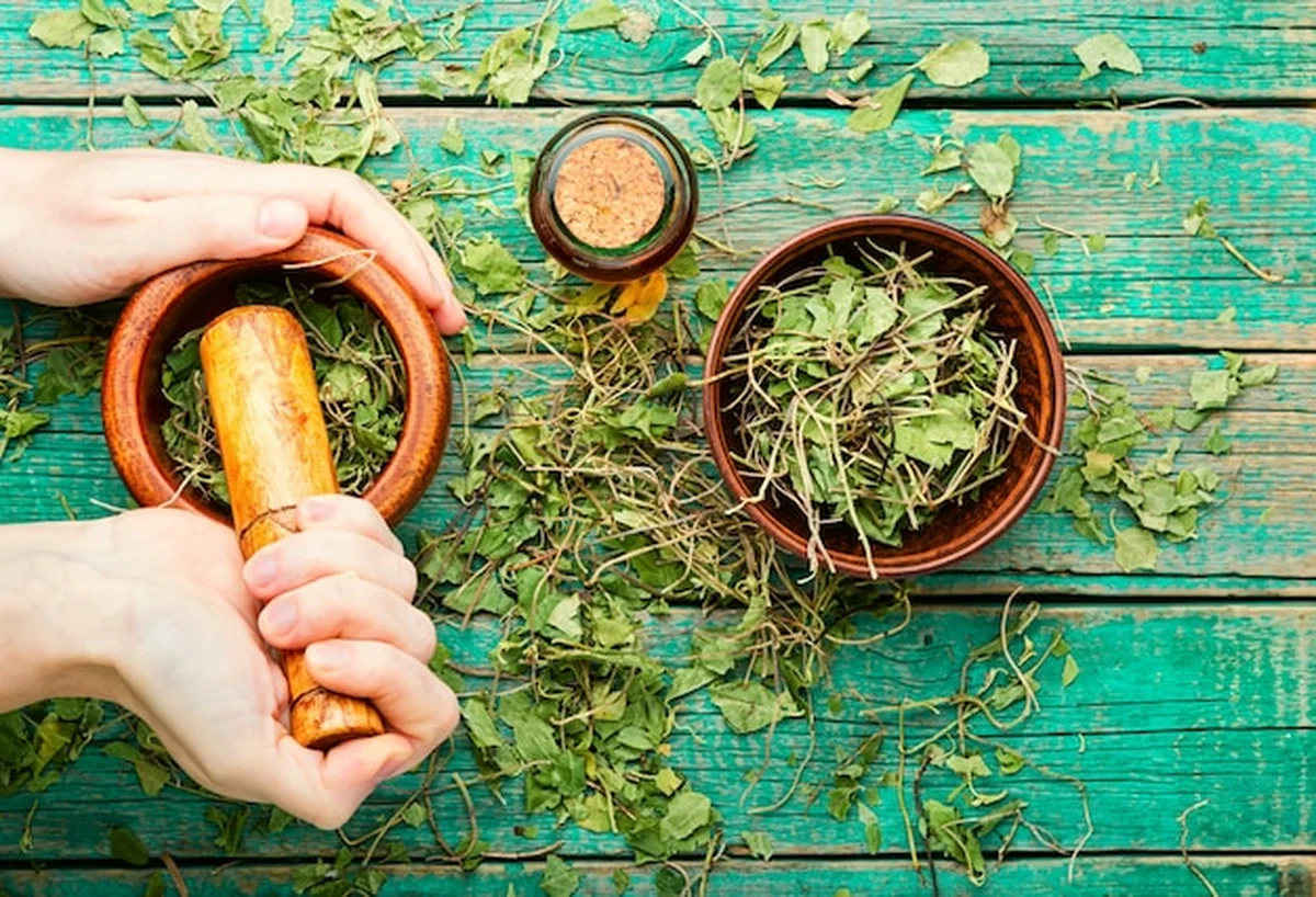 Zioła lecznicze Orthilia secunda