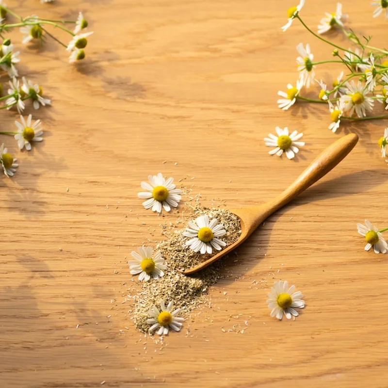 Czy rumianek uczula? Sprawdź właściwości i przeciwwskazania