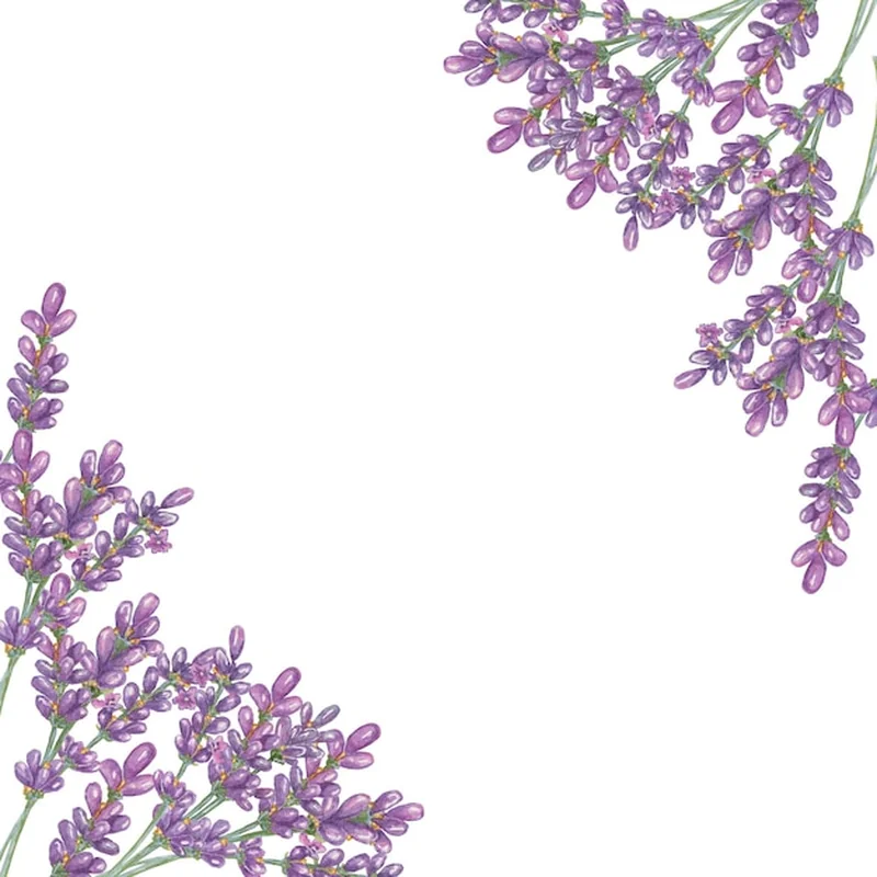 Dlaczego lawenda drewnieje? Jak dbać o jej uprawę?