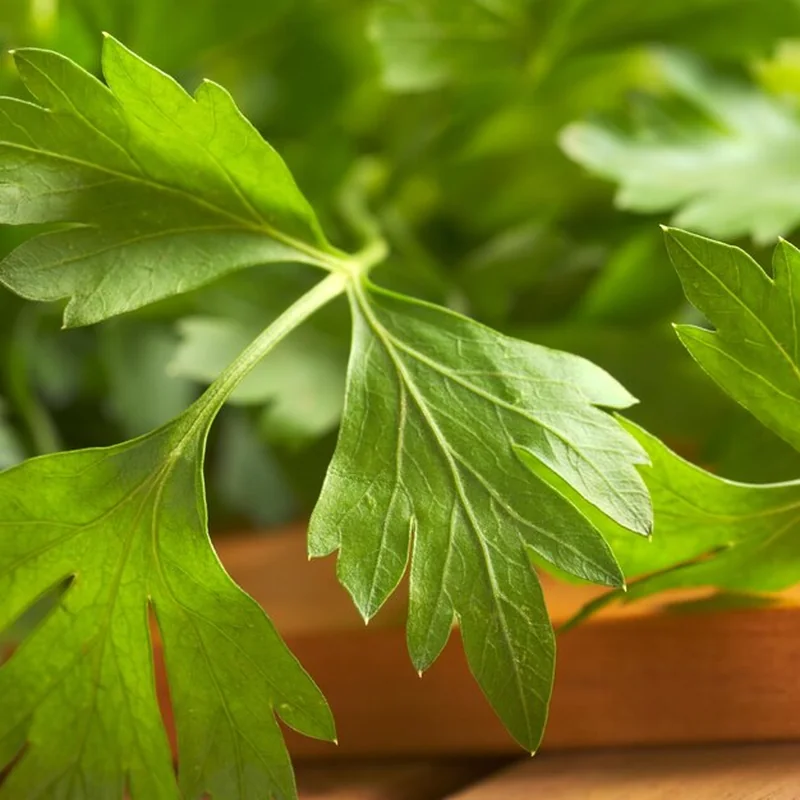 Dlaczego lubczyk nie chce rosnąć? Porady dla ogrodników