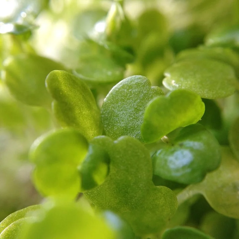 Gdzie sadzić lubczyk? Uprawa i pielęgnacja rośliny