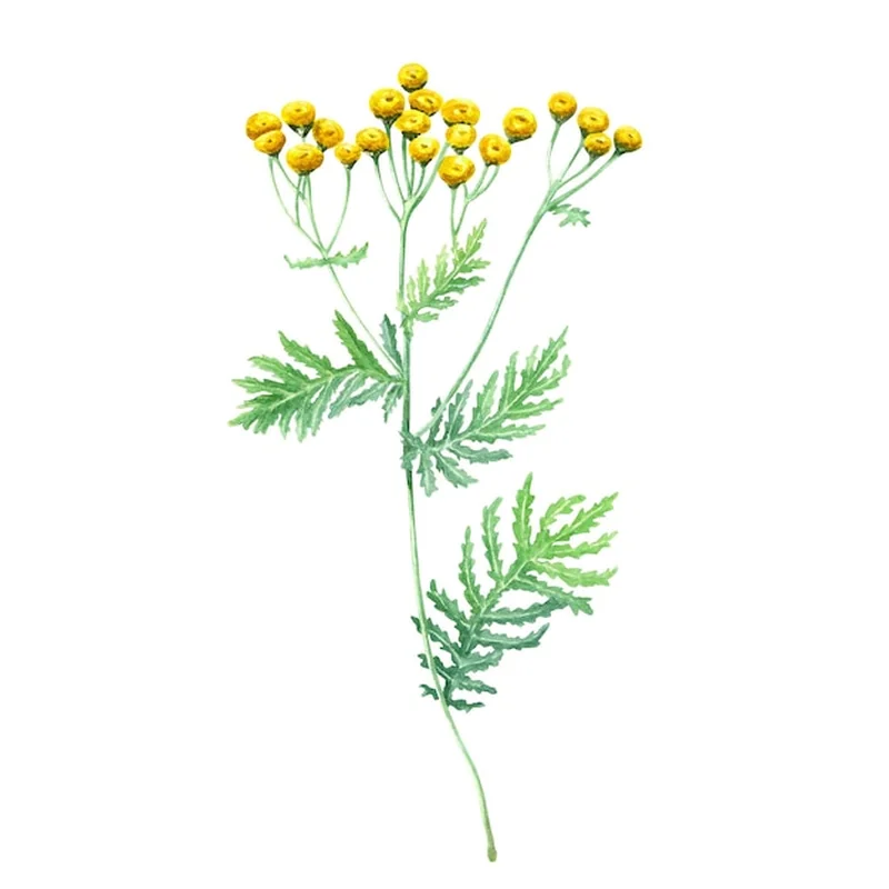 Jak długo pić wrotycz? Zastosowanie i napar z ziela