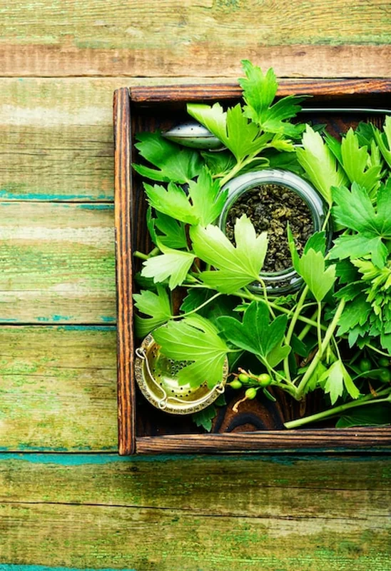 Herbata ziołowa ze świeżymi liśćmi porzeczki