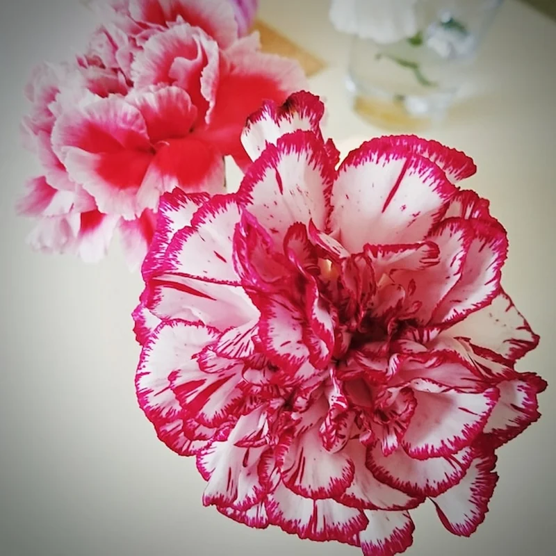 Jak i kiedy rozmnażać goździki w ogrodzie? Porady i pielęgnacja