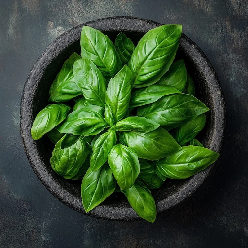 Jak obrywać bazylię? Pielęgnacja i uprawa w domu