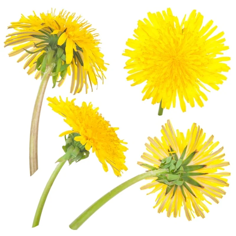 Jak odróżnić mniszek lekarski a mlecz? Przewodnik po roślinach