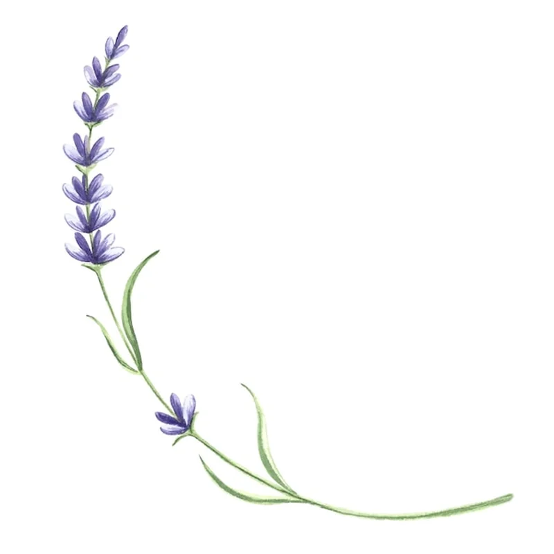 Jak szybko rośnie lawenda? Porady dotyczące uprawy w ogrodzie