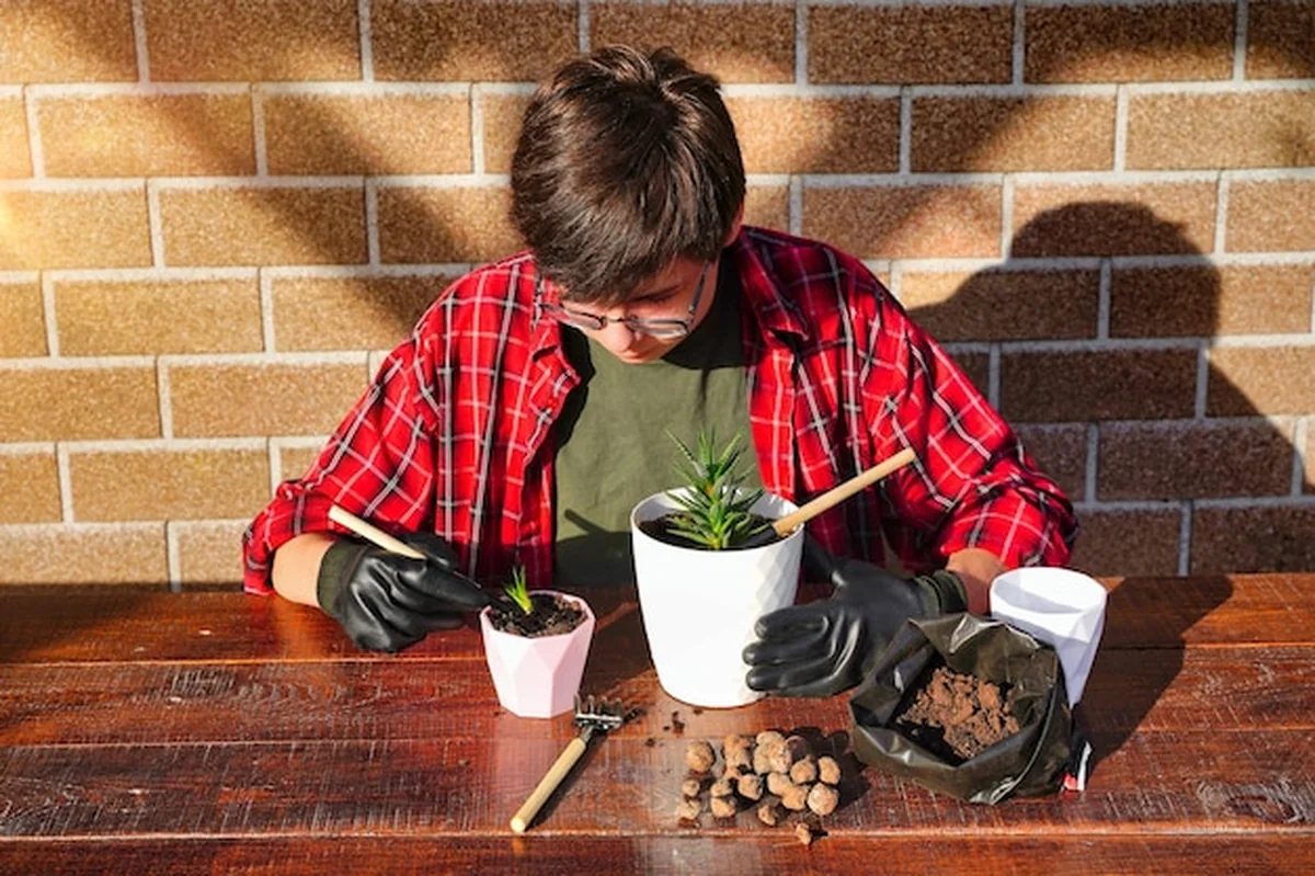 Młody ogrodnik przesadza kwiaty do nowej doniczki z narzędziem do sadzenia gleby i odwadniania