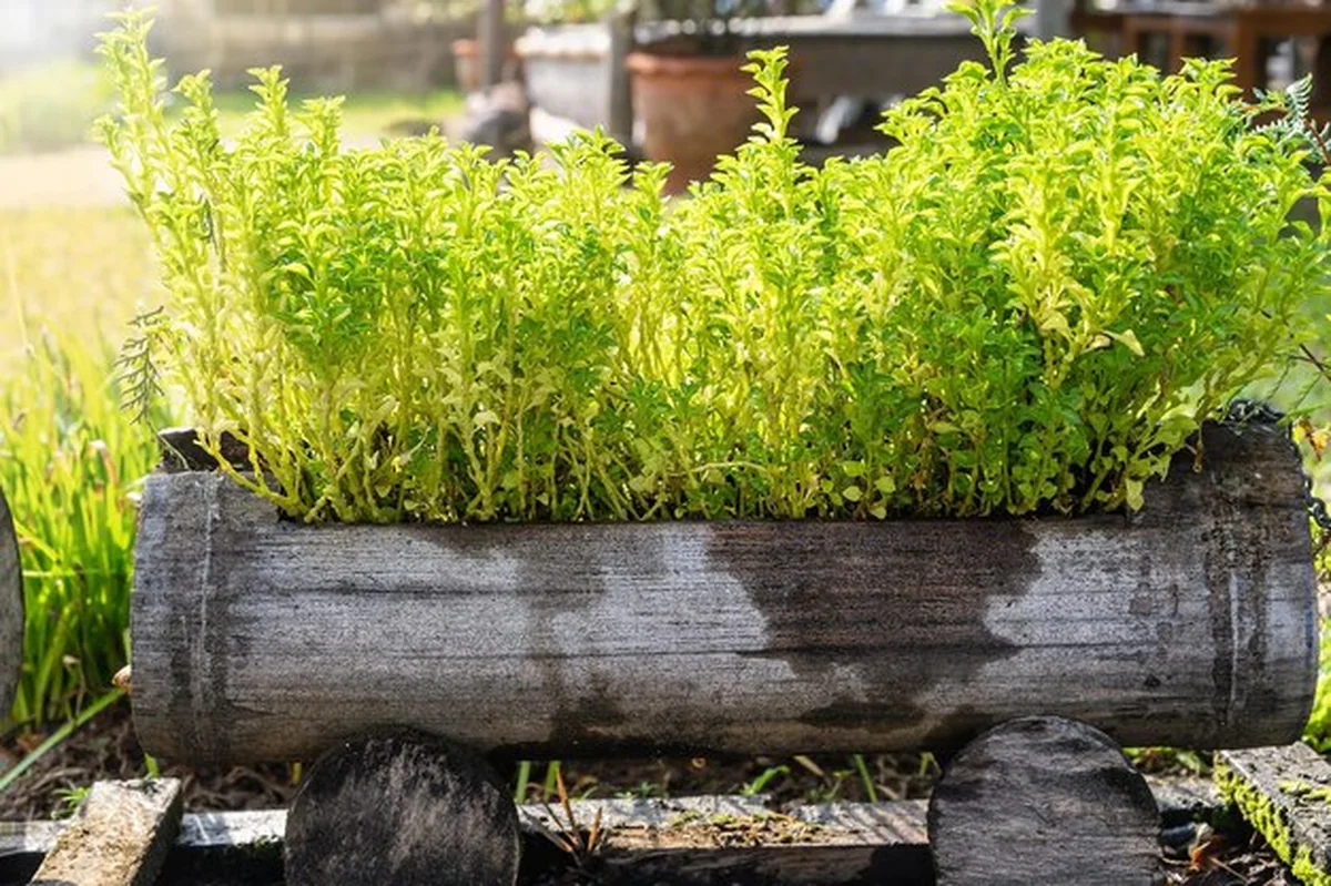 Rośliny rosnące na polu