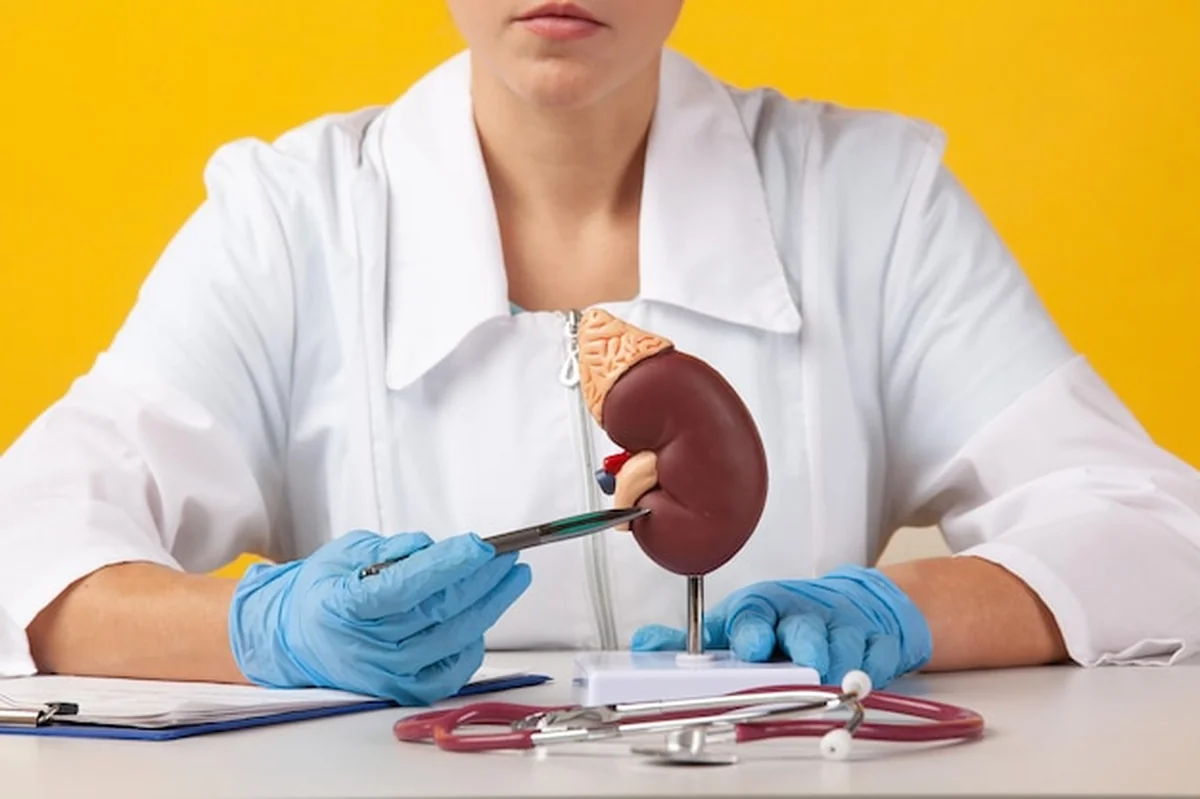 Lekarz pokazuje pióro na modelu ludzkiej nerki