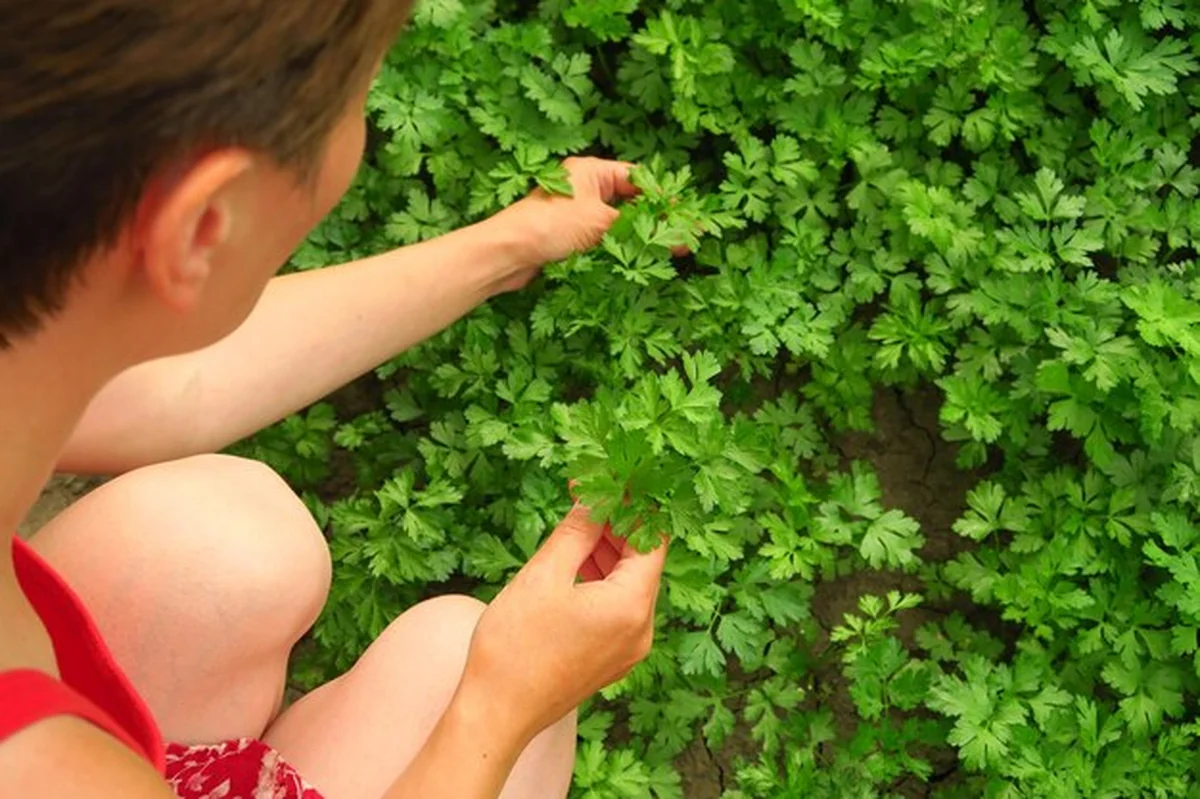 Kobieta zbiera pietruszkę w ogrodzie