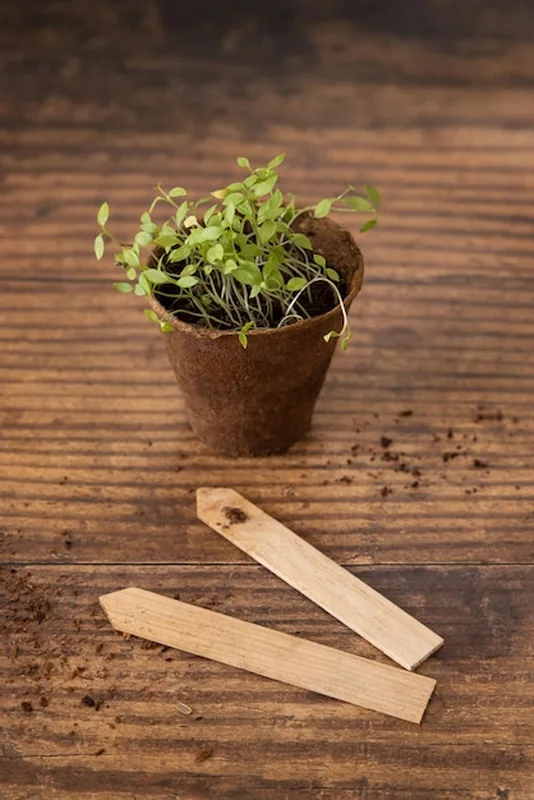 Sadzonki warzyw w biodegradowalnych doniczkach na drewnianym stole z bliska