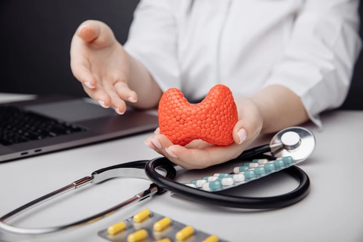 Model tarczycy w ręku lekarza. Wczesna diagnostyka i leczenie tarczycy