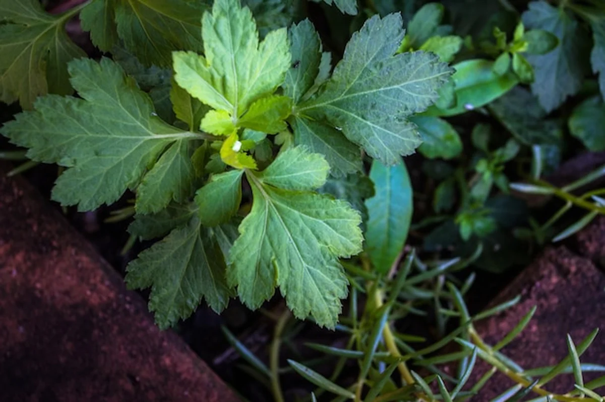 Zbliżenie na mały zielony liść