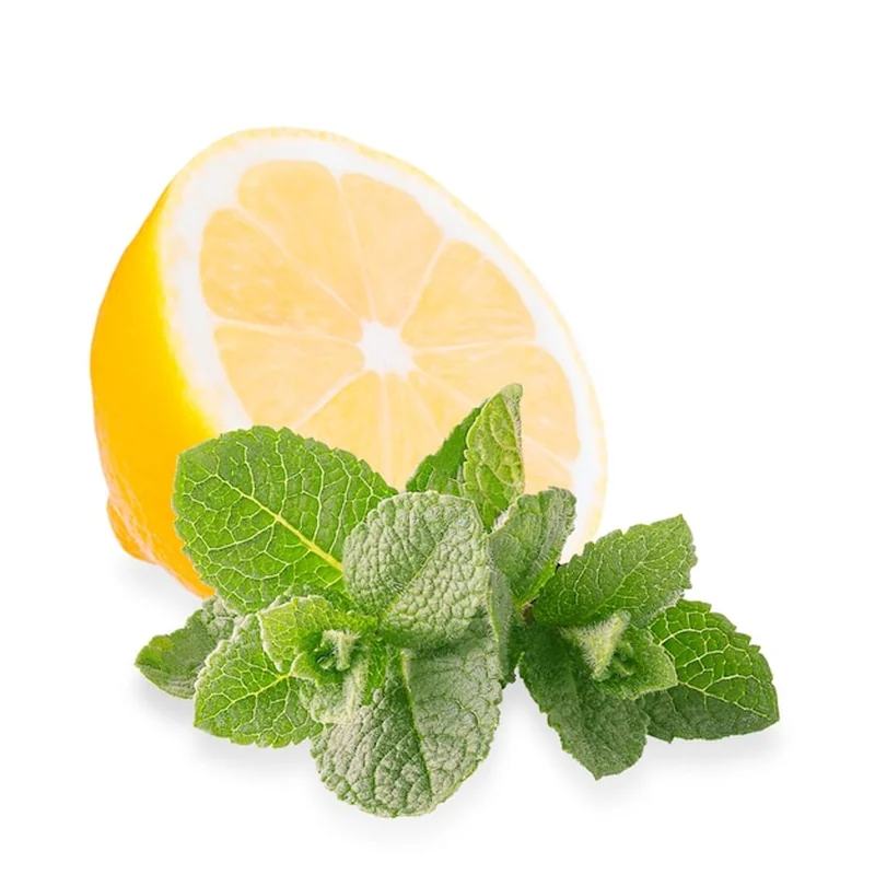 Mięta cytrynowa zastosowanie – jak uprawiać i wykorzystać?