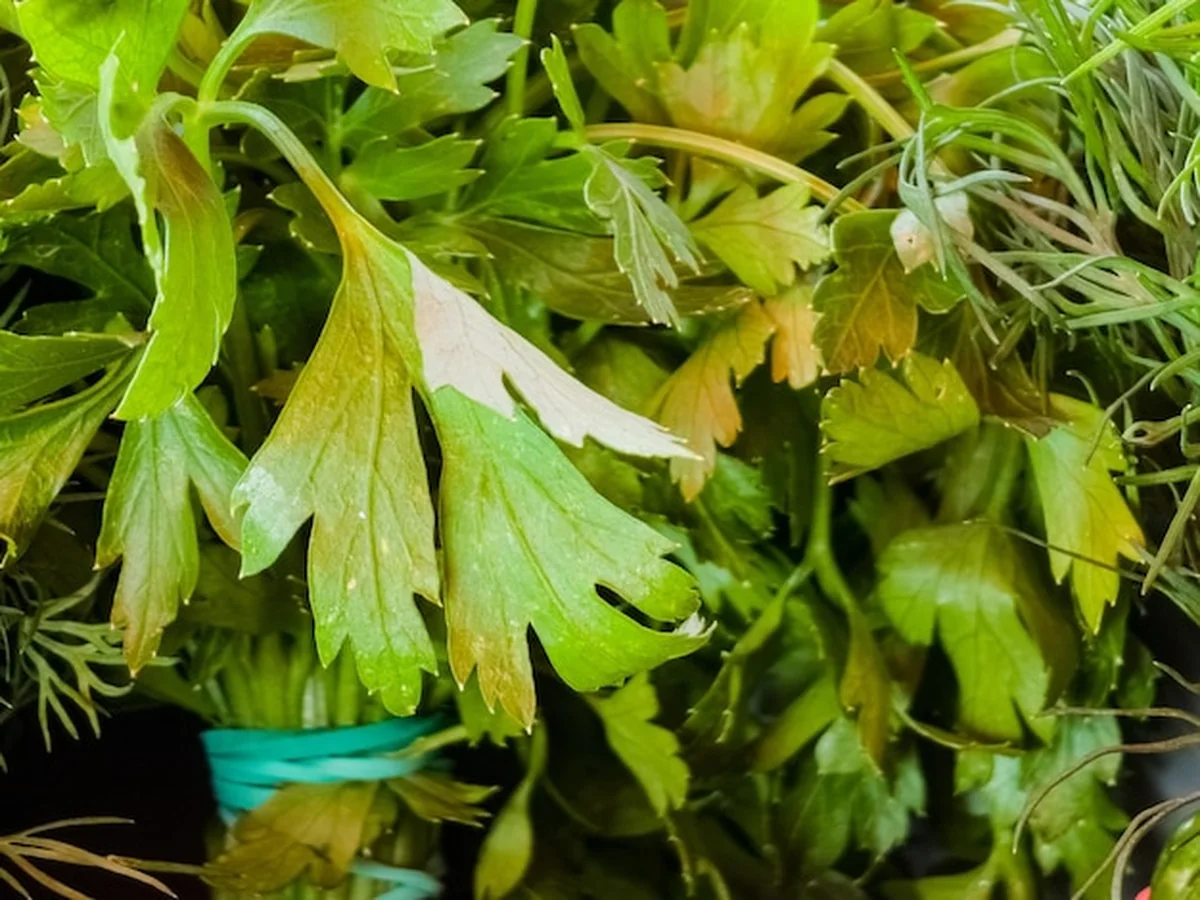 Świeży dill i pietruszka na targu rolniczym