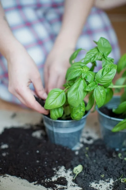 Sadzonki zielonej bazylii w metalowych doniczkach