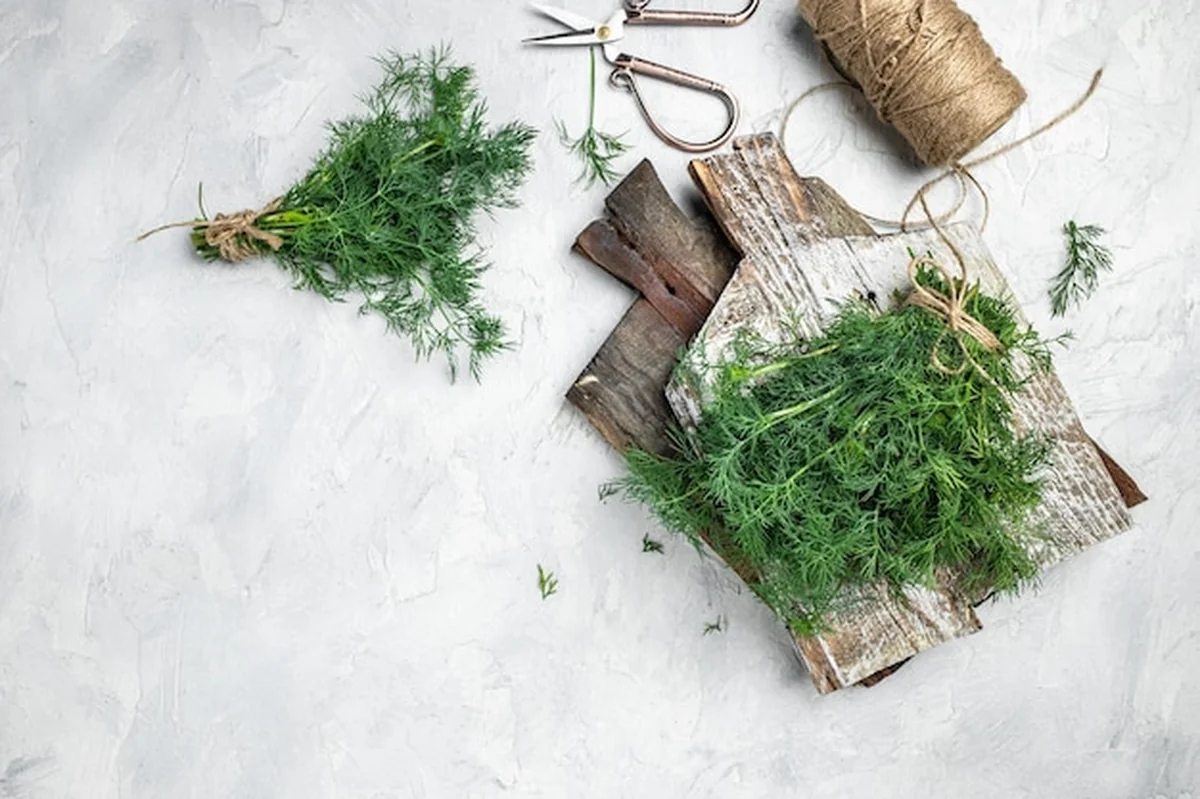 Organiczny świeży koperek z korzeniami na drewnianym tle