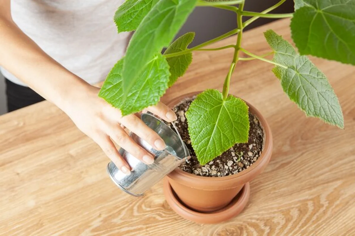 Kobieta podlewa drzewo w doniczce