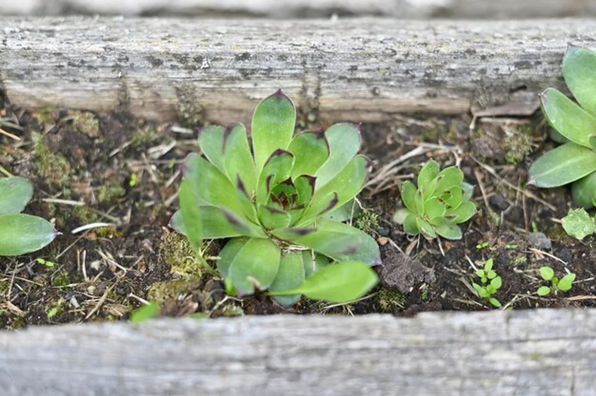 Roślina rosnąca na polu w zimie