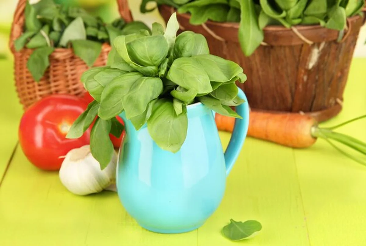 Świeże zioło w dzbanku na drewnianym stole