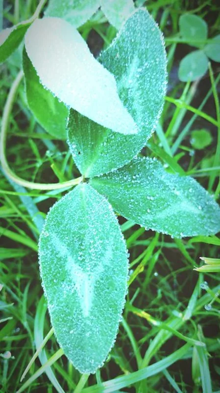 Kropla wody na liściu rośliny potrzebującej nawodnienia
