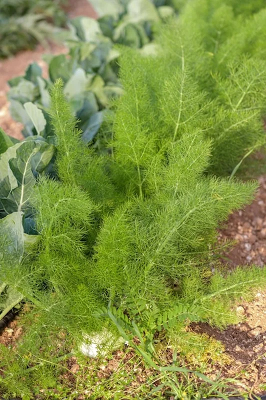 Koper włoski rosnący w grządce ogrodowej