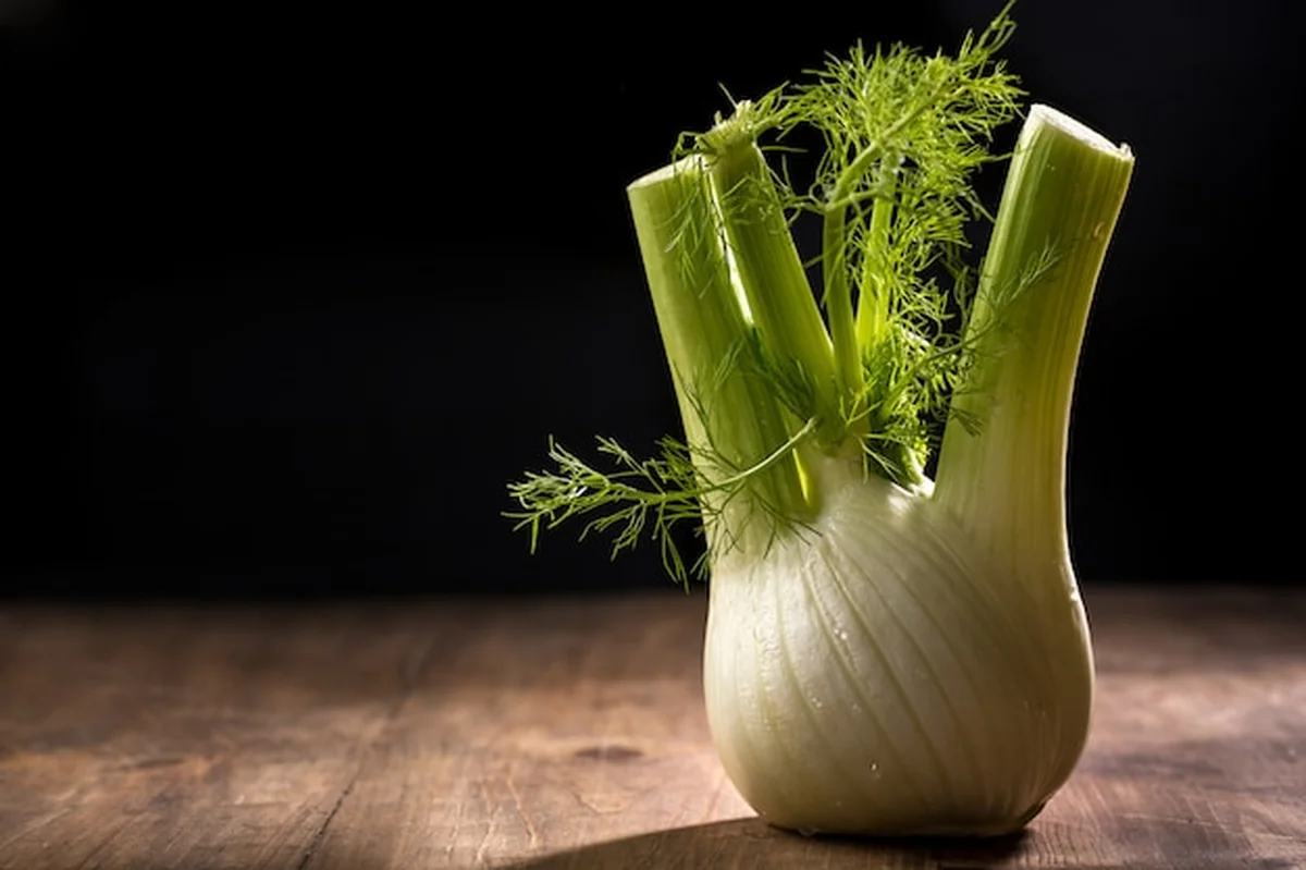 Duży korzeń kopru włoskiego