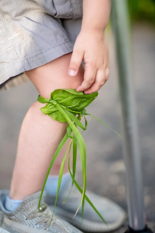Złamane kolano dziecka zabandażowane ziołem leczniczym plantain podczas spaceru