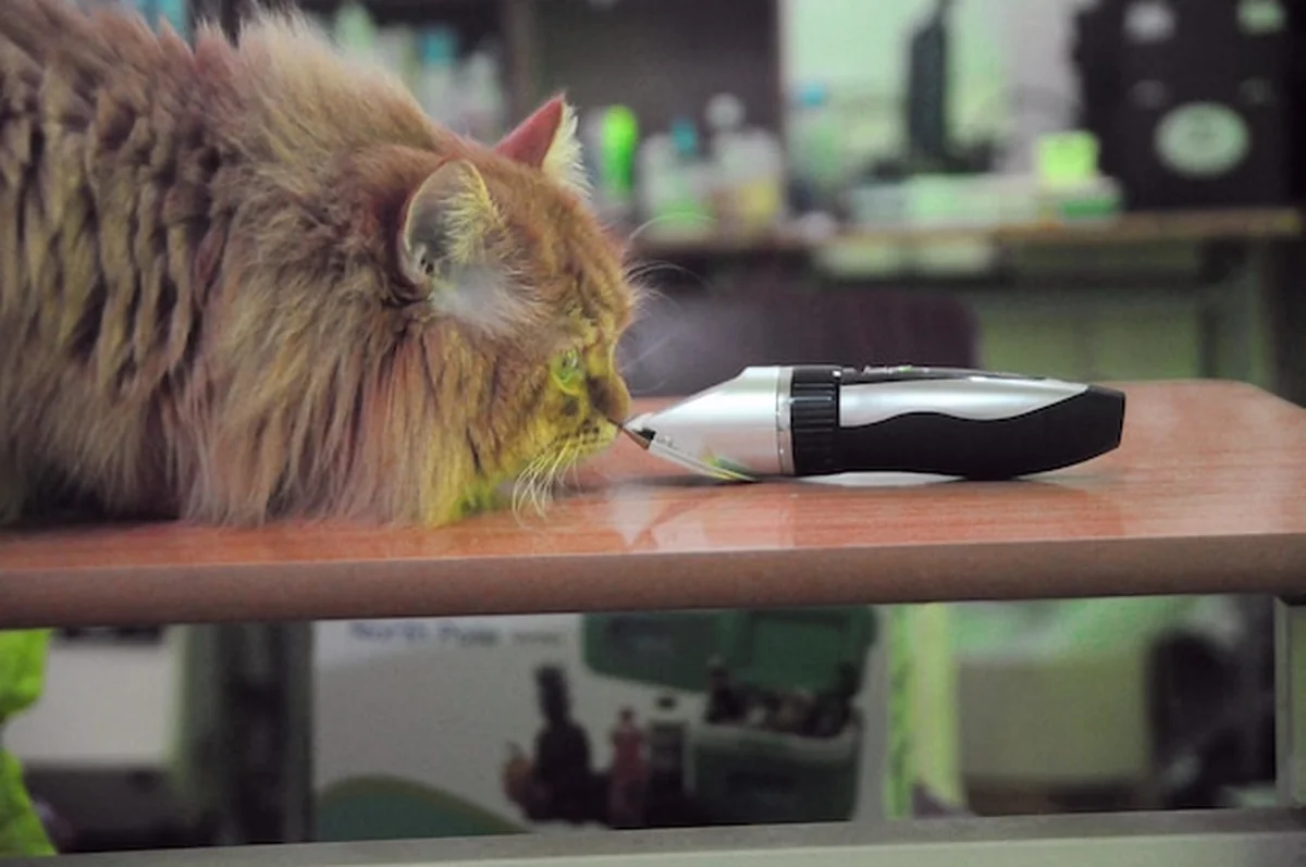Kot patrzy na maszynkę do cięcia włosów na stole