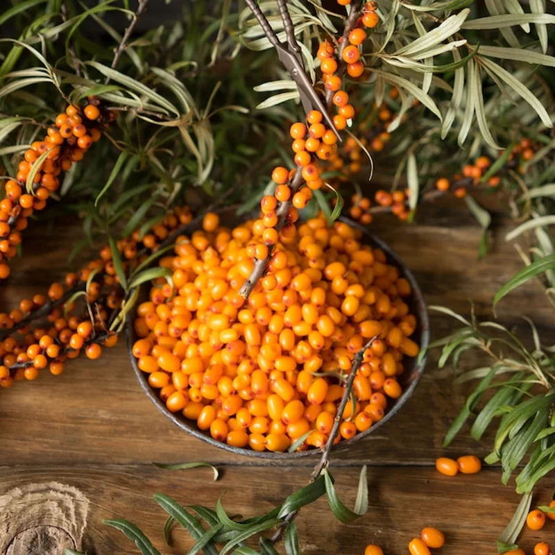 Rokitnik po ilu latach owocuje? Wymagania i uprawa krzewu