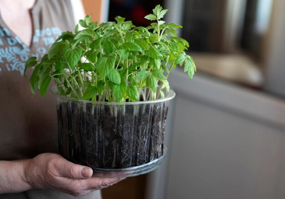 Kobieta trzyma pojemnik z ciastem i sadzonką pomidora