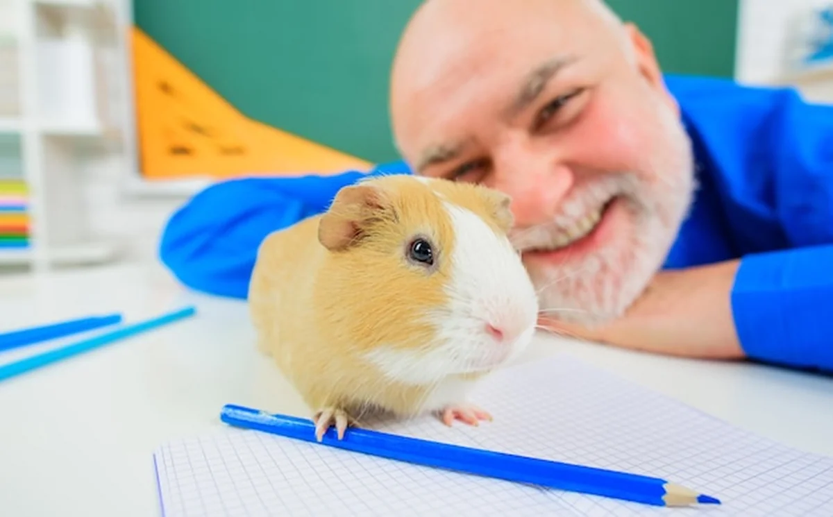 Świnka morska na stole szkolnym podczas lekcji przyrody