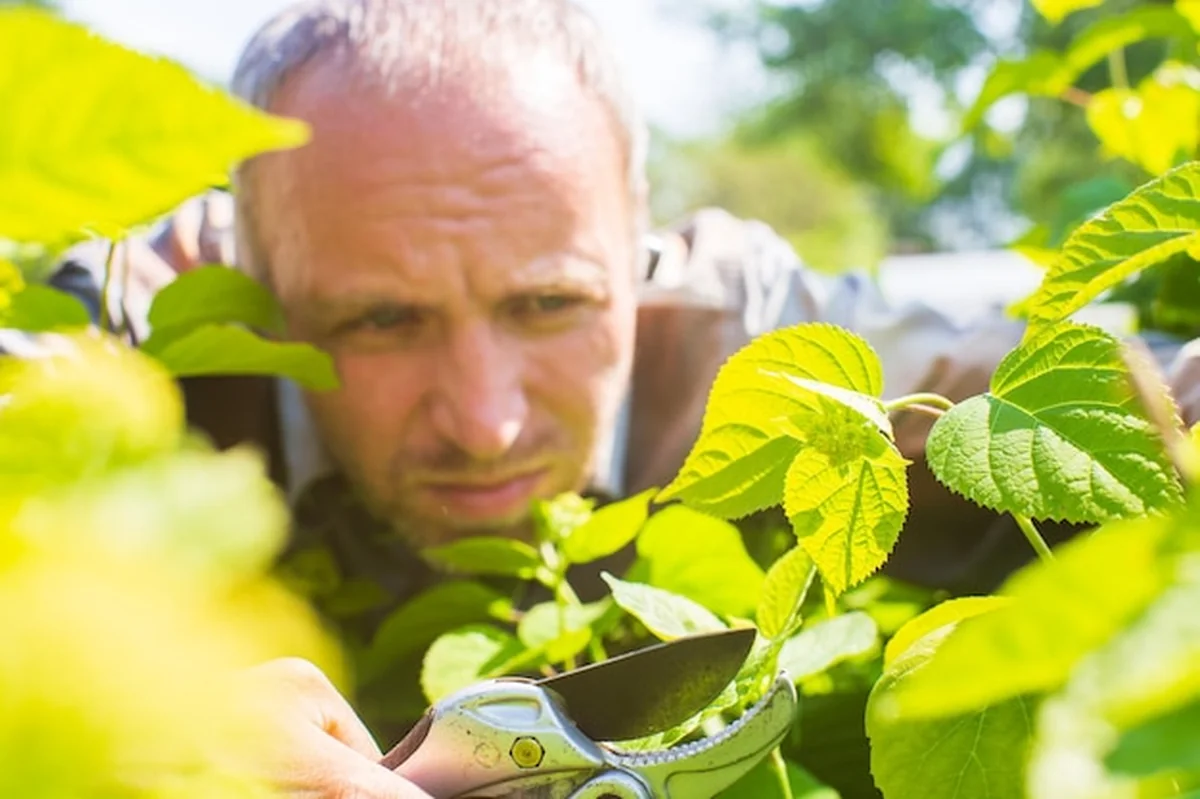 Rolnik przycina krzewy sekatorami podczas sezonu rolniczego