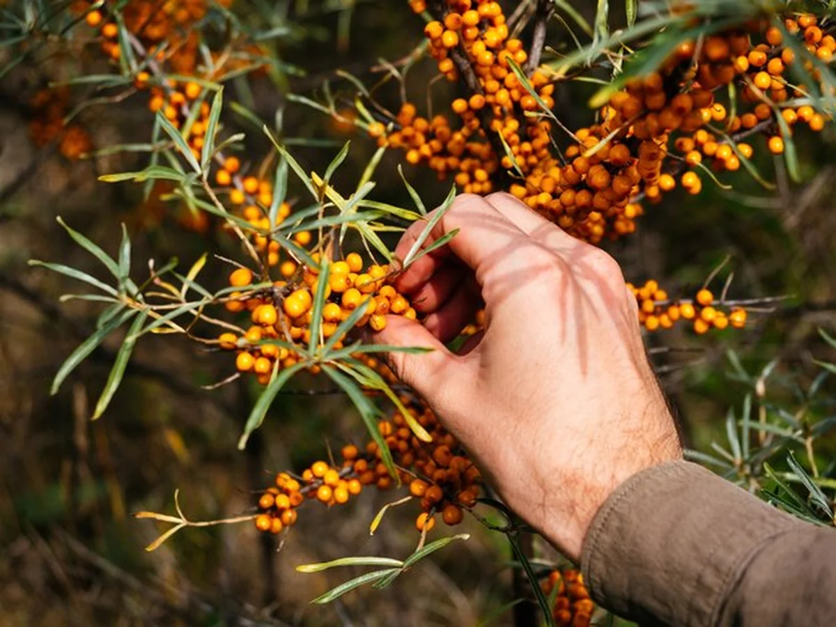 Ogrodnik zbiera owoce rokitnika z krzewu