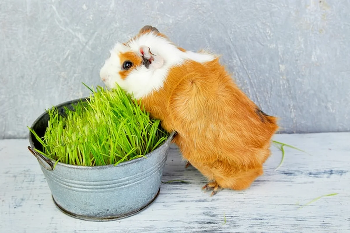 Ruda świnka morska przy wazonie z trawą