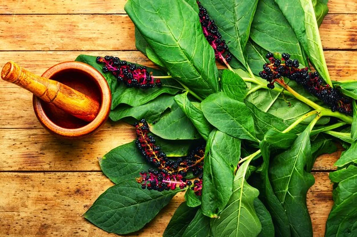 Dzika roślina na drewnianym stole, lecznicza nalewka z lakonos, ziołolecznictwo