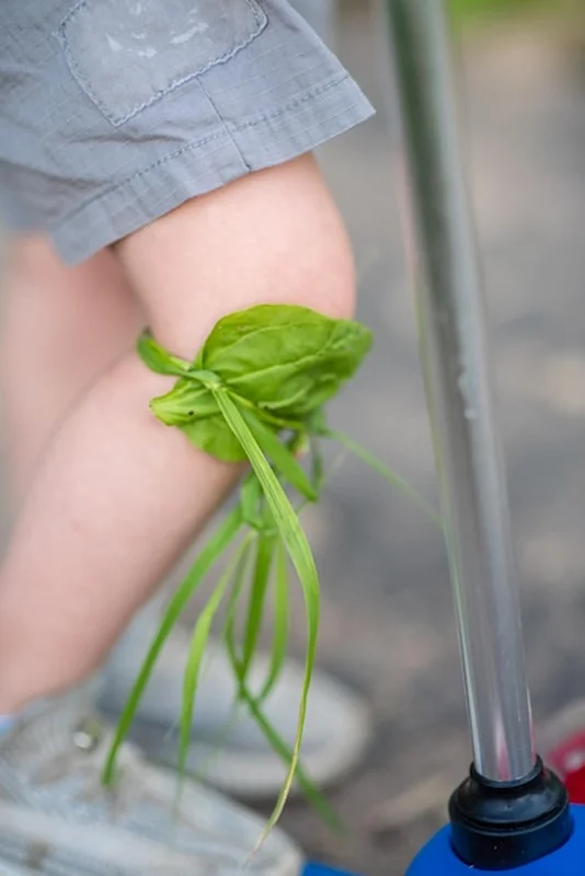 Złamane kolano dziecka zabandażowane ziołem leczniczym plantain podczas spaceru