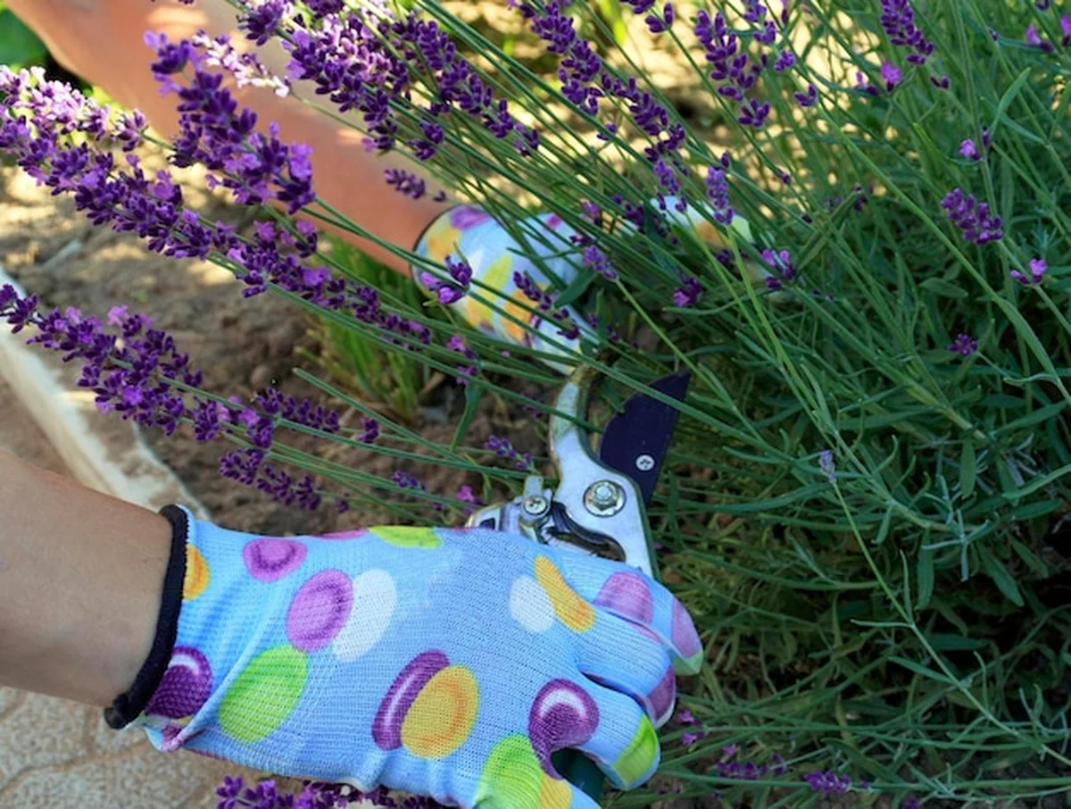Ogrodniczka przycina kwiaty na krzaku lawendy
