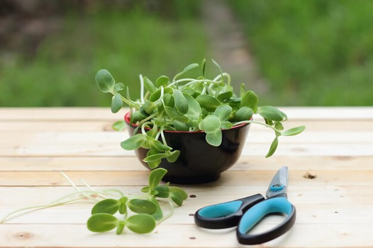 Roślina w doniczce na stole