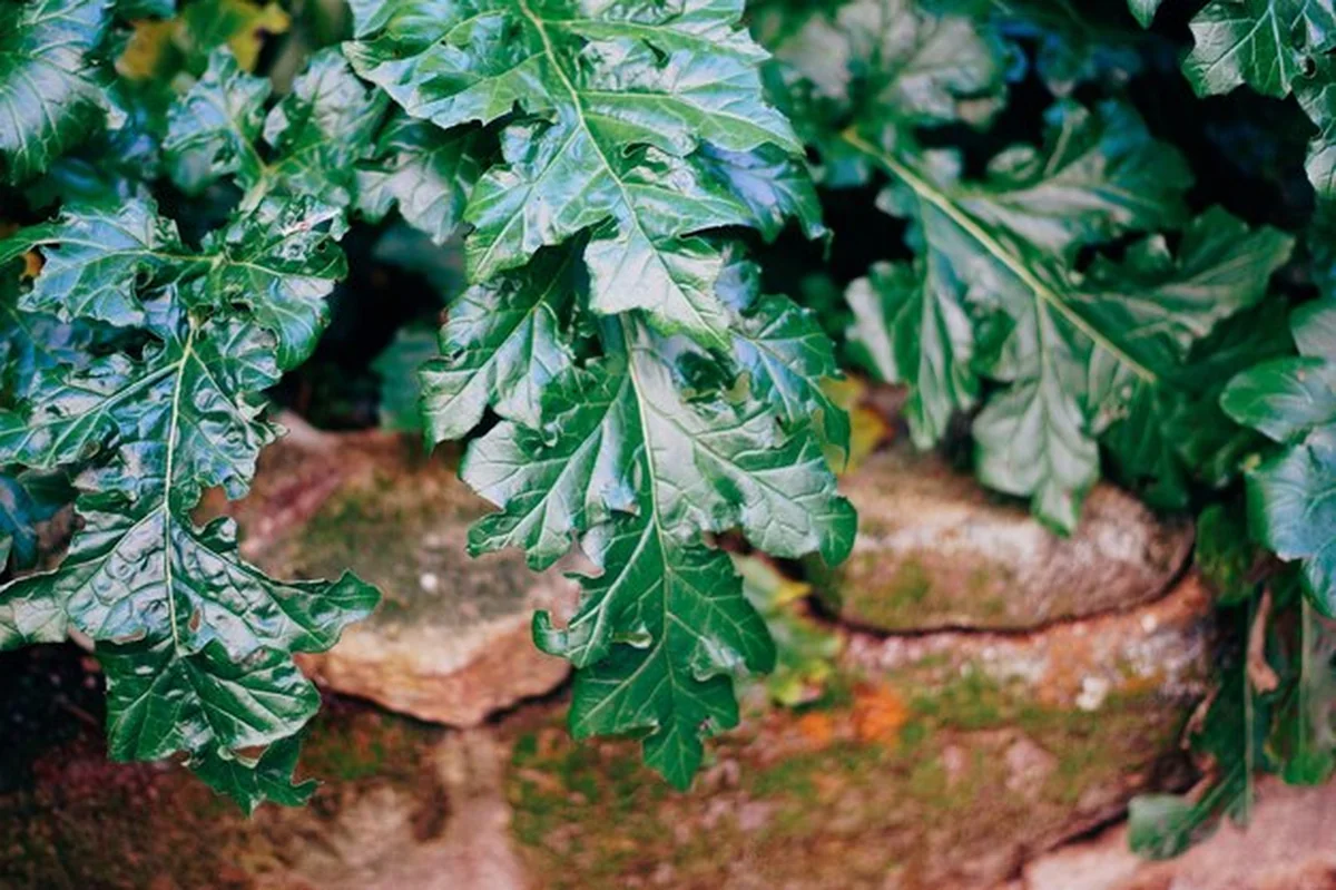 Świeże zielone liście lubczyku na roślinie