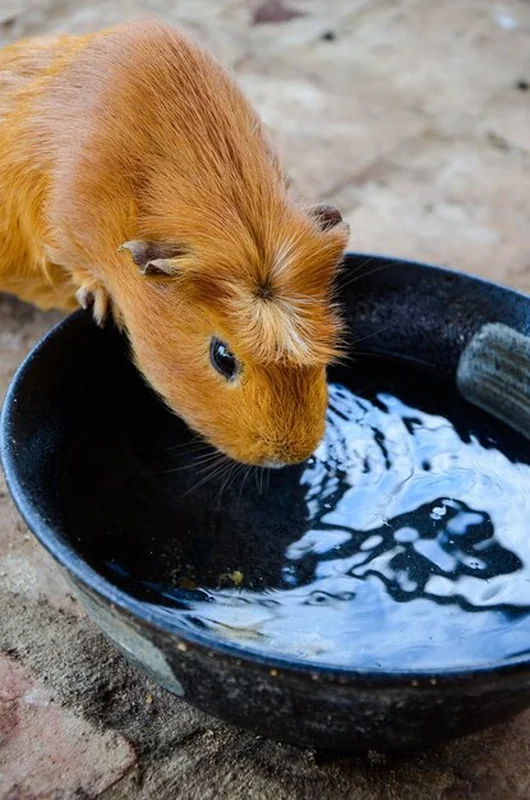 Portret świnki morskiej z bliska