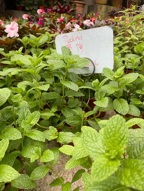 Czy melisa jest moczopędna? Właściwości i przeciwwskazania