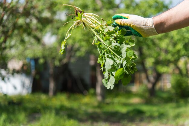 Lubczyk kiedy zbierać? Pielęgnacja i uprawa lubczyku ogrodowego