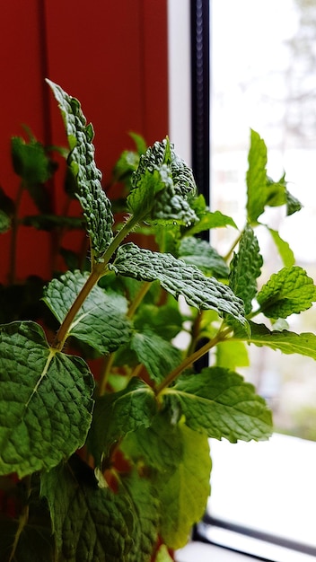 Melisa na biegunkę – jak zioła mogą pomóc w dolegliwościach?